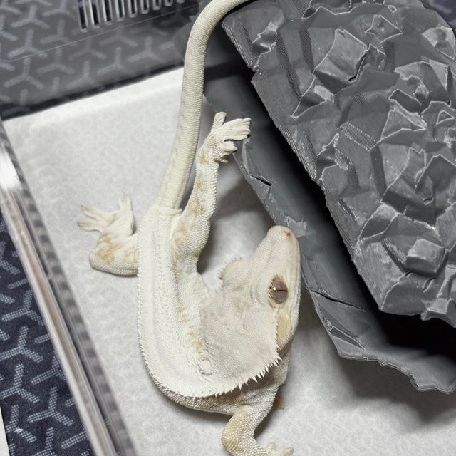 릴리화이트 크림