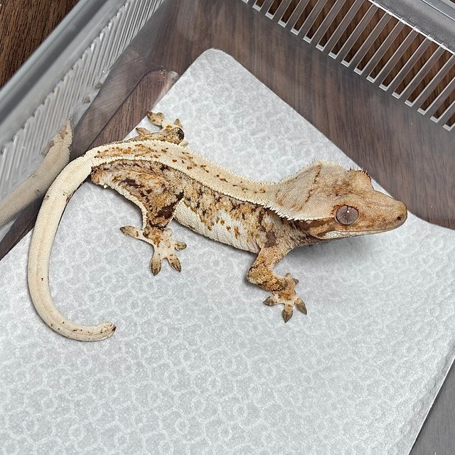 트라이 드리피 화이트스팟