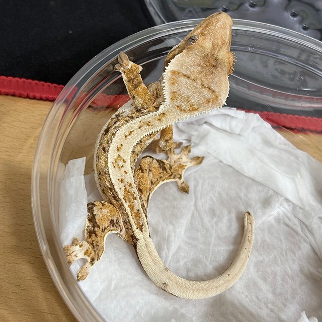 트라이 드리피 화이트스팟