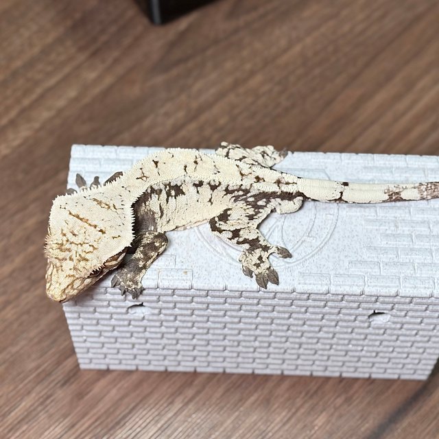 세이블 화이트스팟