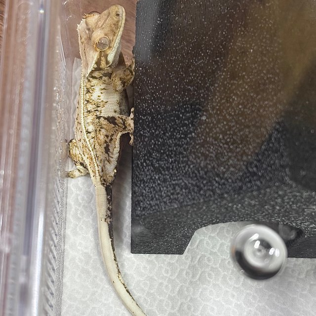 트라이 드리피 화이트스팟