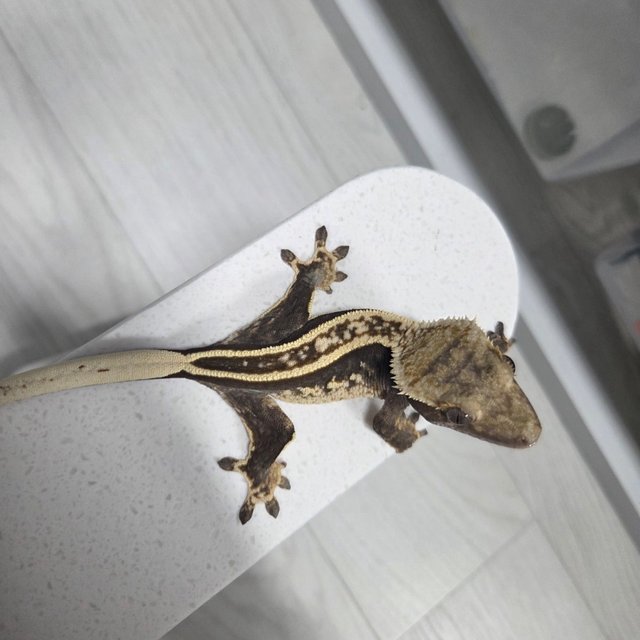 슈퍼스트라이프 엠티백