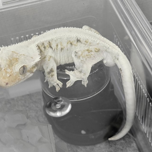 트라이 릴리화이트