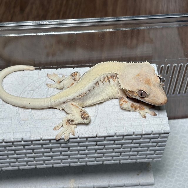 솔리드백 릴리화이트