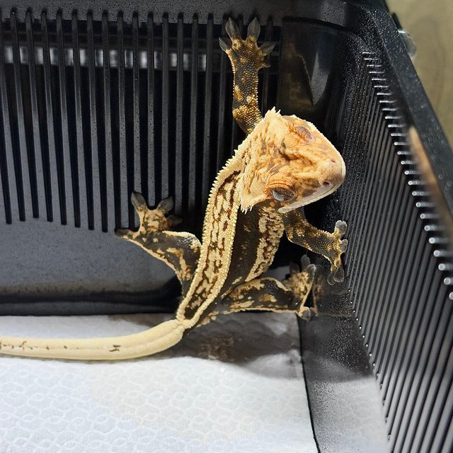 노멀 슈퍼스트라이프 쿼드 엠티백