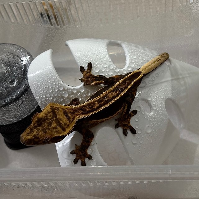 쿼드 슈퍼스트라이프 엠티백