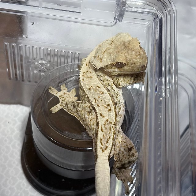 드리피 화이트스팟 노멀