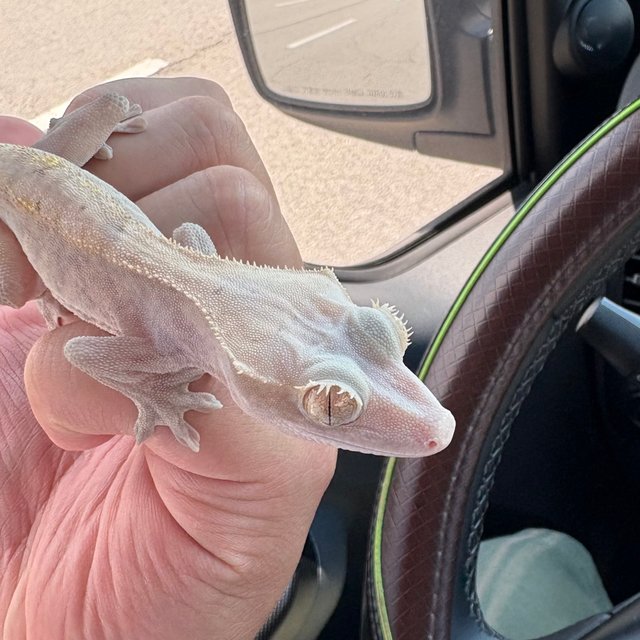 카푸치노 하이포