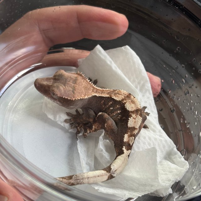 100%헷아잔틱 세이블