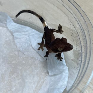 팬텀 패턴리스 챠콜