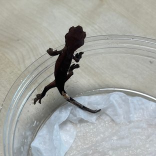 패턴리스 팬텀 챠콜