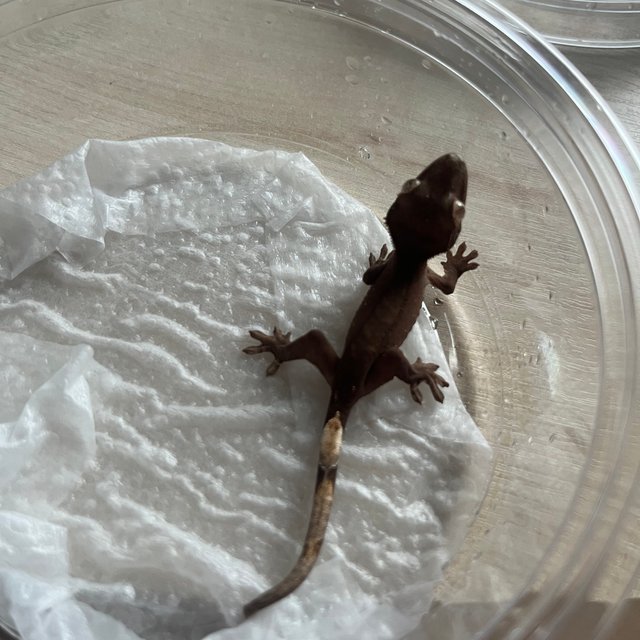 패턴리스 챠콜 화이트포트홀