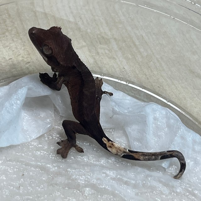 패턴리스 팬텀 챠콜