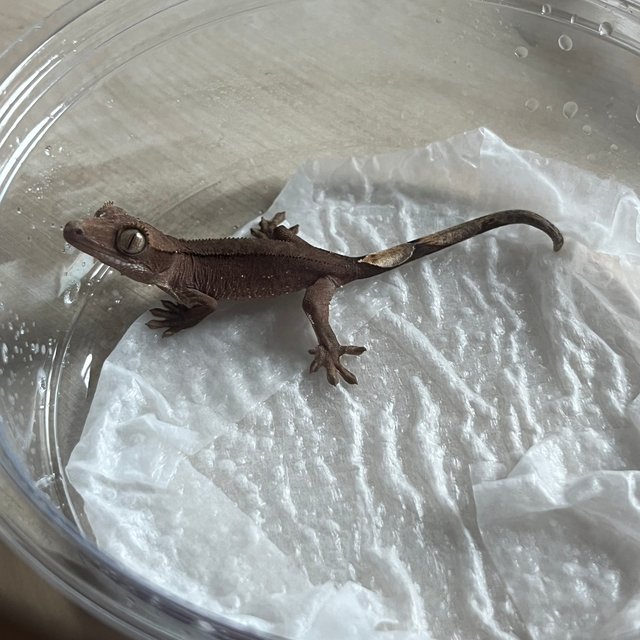 패턴리스 챠콜 화이트포트홀