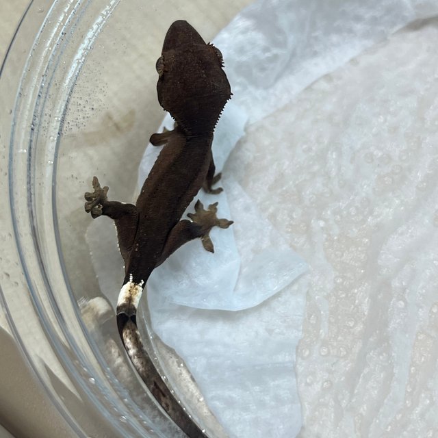 팬텀 패턴리스 챠콜