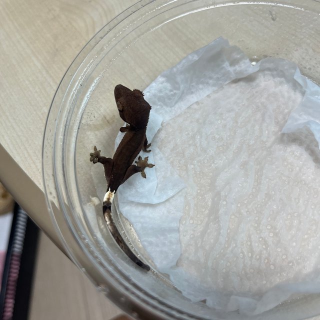 팬텀 패턴리스 챠콜