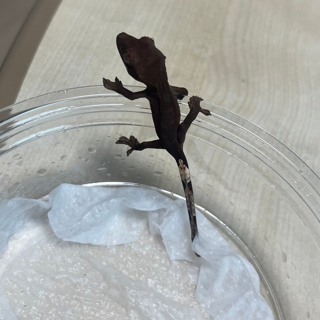 패턴리스 팬텀 챠콜