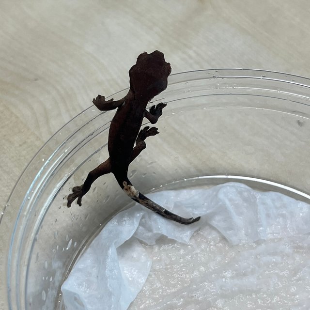 패턴리스 팬텀 챠콜