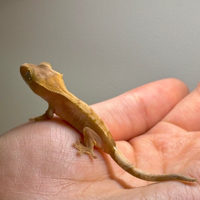 100%헷아잔틱 하이포