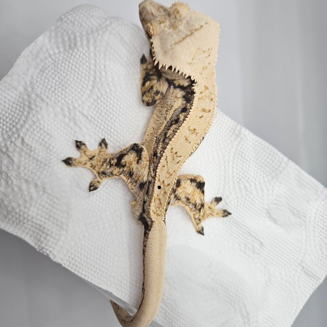 노멀 드리피 쿼드 화이트포트홀