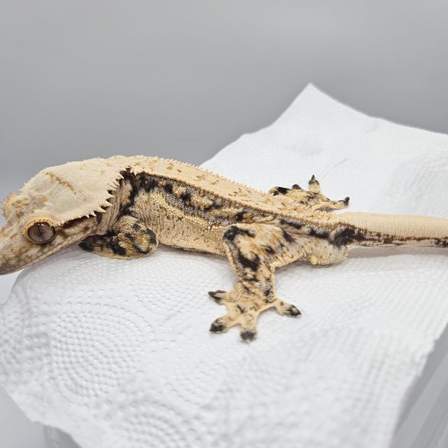 노멀 드리피 쿼드 화이트포트홀