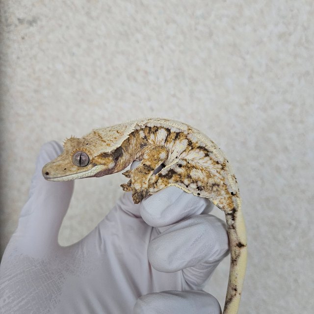 노멀 트라이 드리피 화이트스팟 익스트림할리퀸