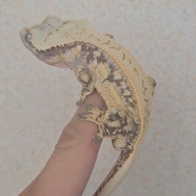 노멀 쿼드 드리피