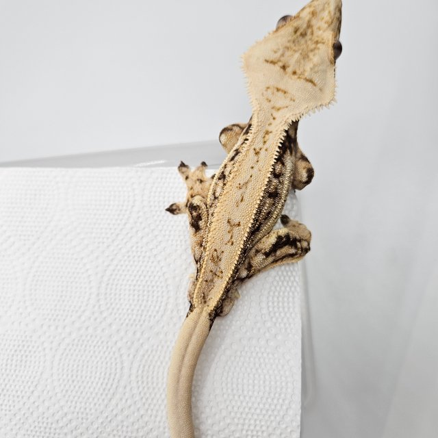 노멀 쿼드 드리피 화이트포트홀