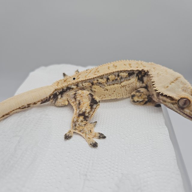 노멀 드리피 쿼드 화이트포트홀