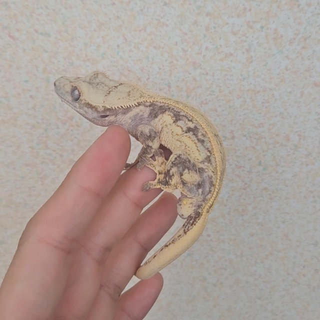 노멀 드리피 쿼드