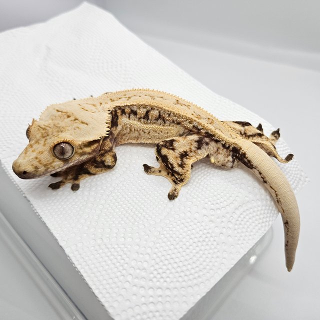 노멀 쿼드 드리피 화이트포트홀