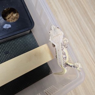 릴리화이트 레드