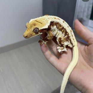 릴리화이트 레드