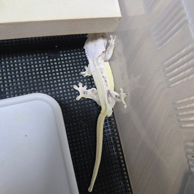 릴리화이트 화이트