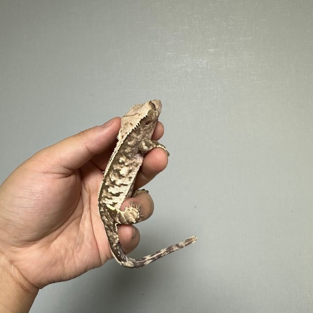 트라이 익스트림할리퀸