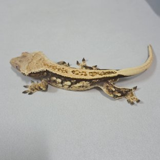 풀핀 핀스트라이프 노멀 쿼드