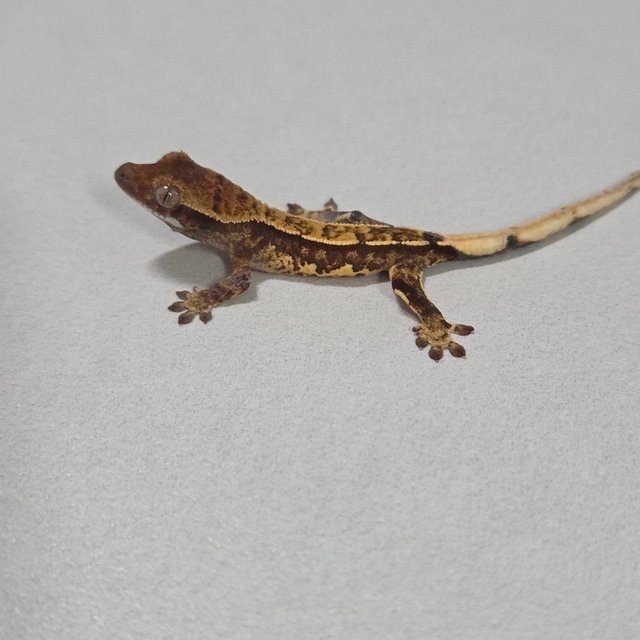 노멀 트라이 쿼드