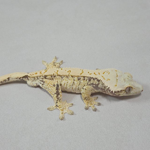 노멀 드리피 화이트스팟