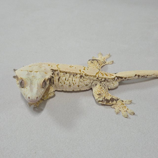 노멀 드리피 화이트스팟