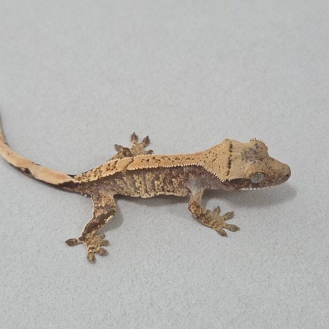 드리피 화이트스팟