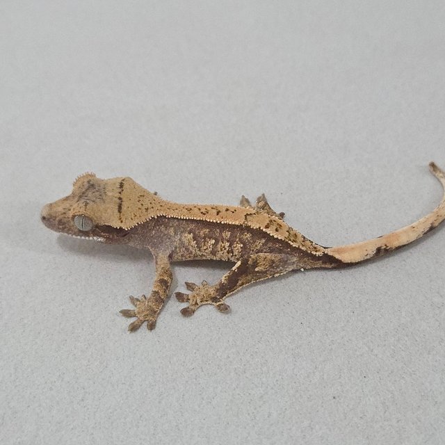 드리피 화이트스팟