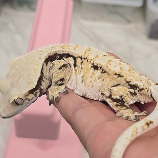 트라이