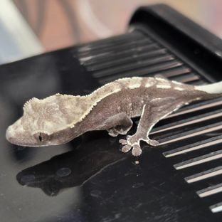 아잔틱