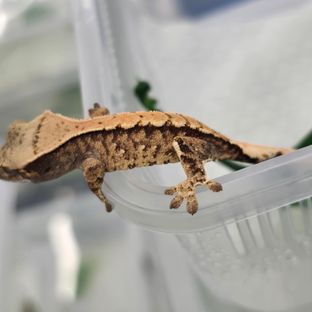 트라이