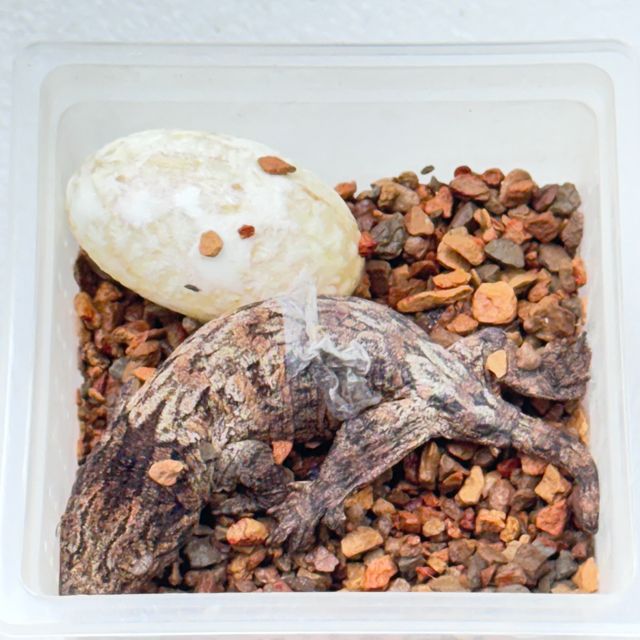 리핀리치스