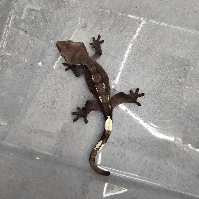 아잔틱