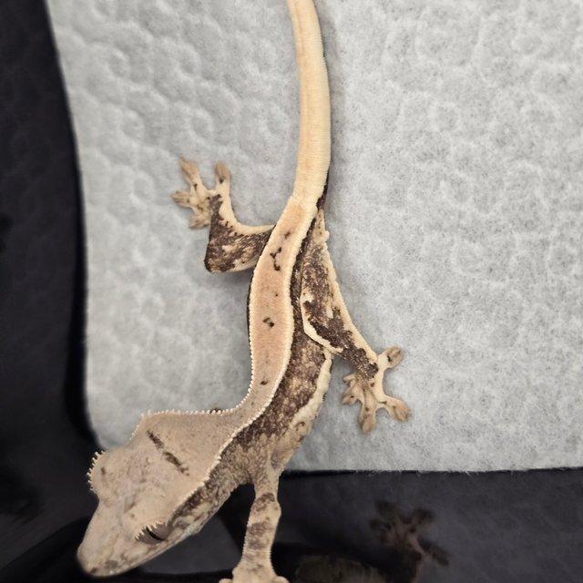 릴리화이트 100%헷아잔틱