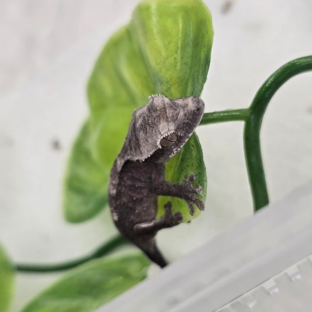 아잔틱