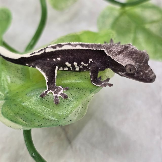 프라푸치노 아잔틱
