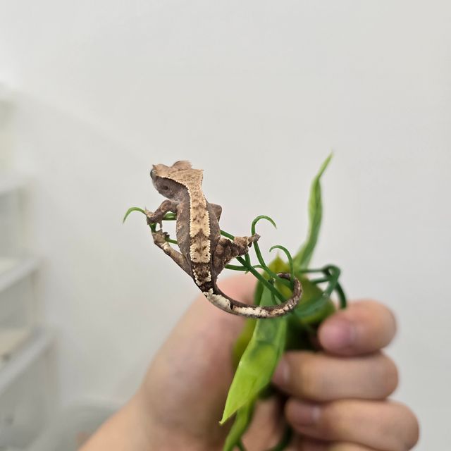 카푸치노